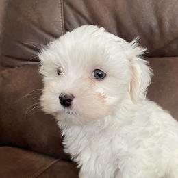 Maltese Puppies from TCBs Glowing Maltese