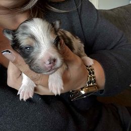Spirit- Blue Merle Boy - male Shetland Sheepdog puppy in Frazeysburg, Ohio from Mountain High Kennels