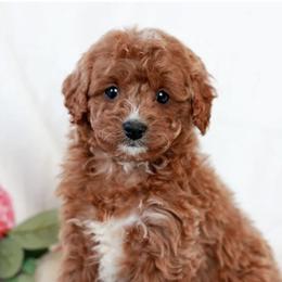 Hendrix - Red male Cavapoo puppy in Mint Hill, North Carolina from DoodleForever