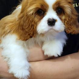 Cavalier King Charles Spaniel Puppies from Cambryce Cavaliers