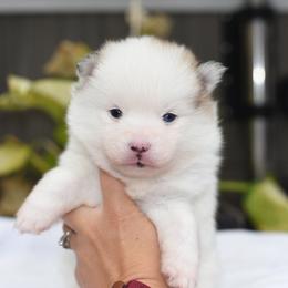 Storm - White male Pomsky puppy in Coos Bay, Oregon from Ocean View Pomskies