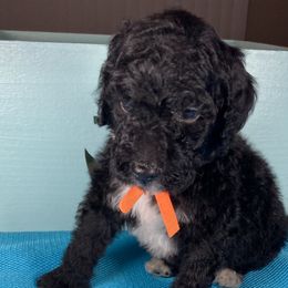 Boy 3 - Goldendoodle puppy in Ft White, Florida from Debra Guthrie's Doodles