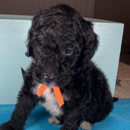 Boy 3 - Goldendoodle puppy in Ft White, Florida from Debra Guthrie's Doodles