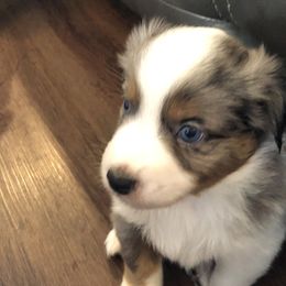 Boy 2 - Miniature Australian Shepherd puppy in Corydon, Indiana from Arbuckle’s Lookin Good Aussies (LGA)