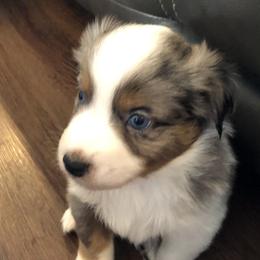 Boy 2 - Miniature Australian Shepherd puppy in Corydon, Indiana from Arbuckle’s Lookin Good Aussies (LGA)