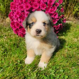 Leo - Blue merle male Miniature Australian Shepherd puppy in Sandown, New Hampshire from Ashby Lou Aussies