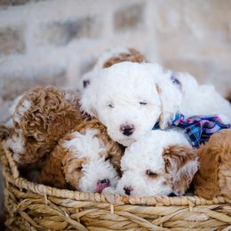 Poodle Puppies from Doodle Puppy Parti