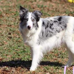 Heidi - Border Collie