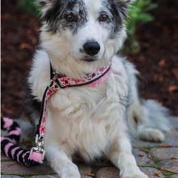 Border Collie All Grown Up from Buck Branch Border Collies