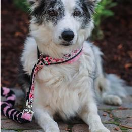 Border Collie All Grown Up from Buck Branch Border Collies