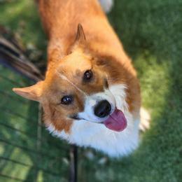 Red - Red male Pembroke Welsh Corgi puppy in De Witt, Arkansas from Western Plains Kennel