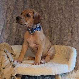 Barrel - Merle female Great Dane puppy in Caldwell, Idaho from Miner's Dynamic Danes
