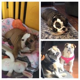 Bulldogs from TLC’s Bulldogs