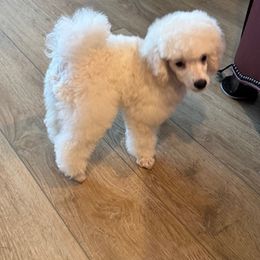 China - Cream female Poodle puppy in Aubrey, Texas from MD's Miniature Poodles