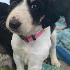 Pink Female - Black and silver female Saluki puppy in Los Angeles, California from Srinagar Salukis