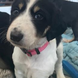 Pink Female - Black and silver female Saluki puppy in Los Angeles, California from Srinagar Salukis