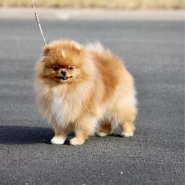 Strut - Pomeranian