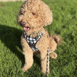 Ginger - Goldendoodle