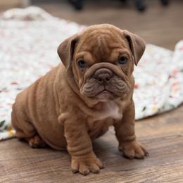 Samara - Red female Bulldog puppy in Milwaukee, Wisconsin from Bows and Wrinkles Bulldogs