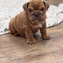 Samara - Red female Bulldog puppy in Milwaukee, Wisconsin from Bows and Wrinkles Bulldogs