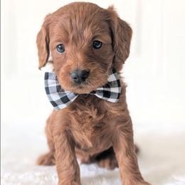 Smores - Red  male Goldendoodle puppy in Blackfoot, Idaho from Riverside Poodles