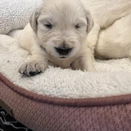 Green collar - Light golden male Golden Retriever puppy in Ingleside, Texas from Sweetbay Goldens