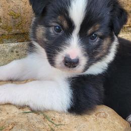 Peace - Black tri-color female Australian Shepherd puppy in Bangs, Texas from Red Wagon Aussies