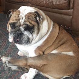 Bulldog Puppies from Snuggle Pups