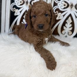 Goldendoodle and Poodle Puppies from Northern Heart Standards
