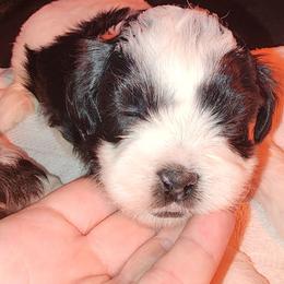 Jolly - Black and white male Shihpoo puppy in Hertford, North Carolina from Heaven Sent Shihpoo's