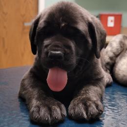 Mastiff Puppies from Stoneheart Mastiffs
