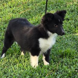 Dumpling - Black and white female Shetland Sheepdog puppy in Zephyrhills, Florida from Highland Shelties & Aussies