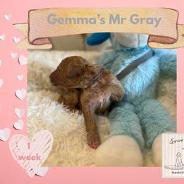 Boy 2 - male Poodle puppy in Ocean Springs, Mississippi from Forever Summer Standard Poodles