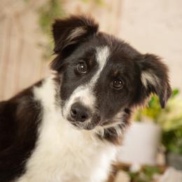 Candy - Tri-color female Border Collie puppy in Conway, Missouri from 2J 2K Border Collies | Maremma Sheepdogs