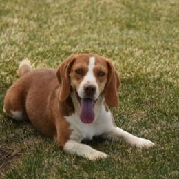 Ember - Beagle