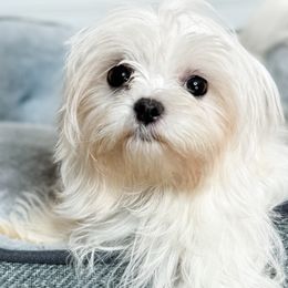 London - Maltese puppy in Tampa, Florida from Petite Pawz