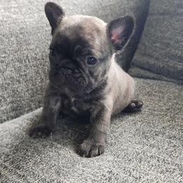 French Bulldog Brindle Girl - Muffin - Brindle female French Bulldog puppy in Spanaway, Washington from Beloved Frenchies