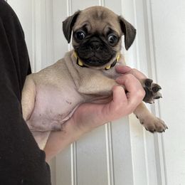 Yellow pug - Fawn male Pug puppy in Ludowici, Georgia from Royal Destiny Kennels