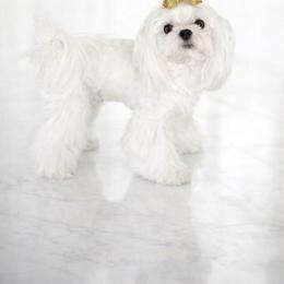 Stunner ( AKC Prime Time Stunner) - White male Maltese puppy in Mc Kinney, Texas from Made to Love Maltese LLC