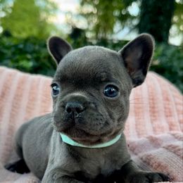Cooper - Blue male French Bulldog puppy in Salisbury, Maryland from 77 Frenchies Maryland