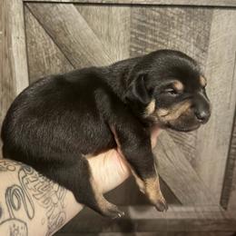 Lykos Wiccan - Black white and tan male Xoloitzcuintli puppy in Manitowoc, Wisconsin from Wonderland Kennel