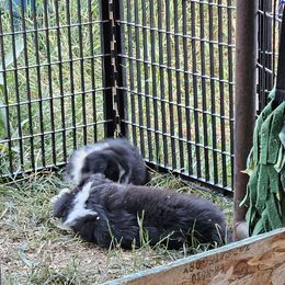 Border Collie Puppies from Royal Kennels Border Collies