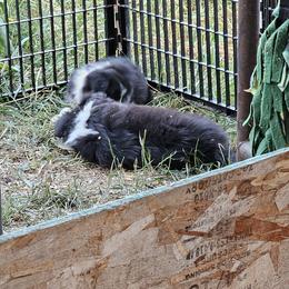 Border Collie Puppies from Royal Kennels Border Collies
