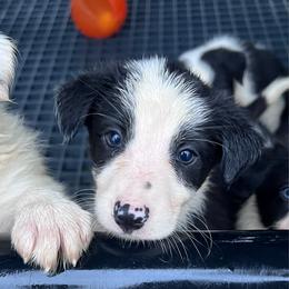 Ellie - Female - Black and white female Border Collie puppy in Avery, Texas from Willa Creek Border Collies