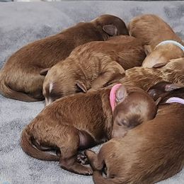 Goldendoodle Puppies from Golden doodle love 💕