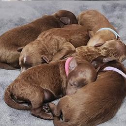 Goldendoodle Puppies from Golden doodle love 💕