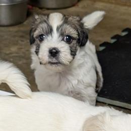 Haley - Black and white female Coton de Tulear puppy in Mead, Oklahoma from Bar W Cotons