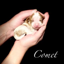 Girl 2 - Blenheim female Cavalier King Charles Spaniel puppy in Spokane, Washington from Treasured Cavaliers of the Pacific Northwest