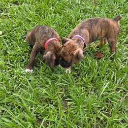 Boxer Puppies from Smith's Boxers