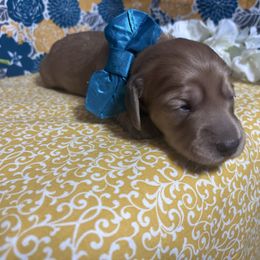 Cedar - Red Dachshund puppy in Somerset, Pennsylvania from Rae’s Dapper Dachshunds